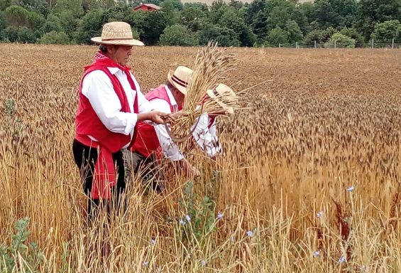 Passione e tradizione nel segno del grano monococco