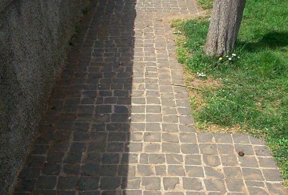 Disinfestazione e pulizia delle aree comunali